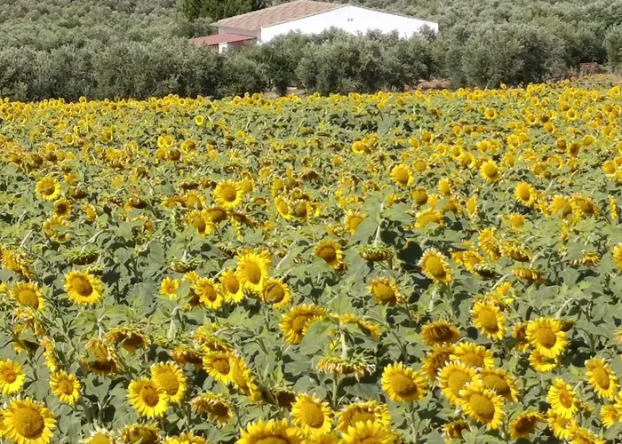 Casa Cordobesas Rural *